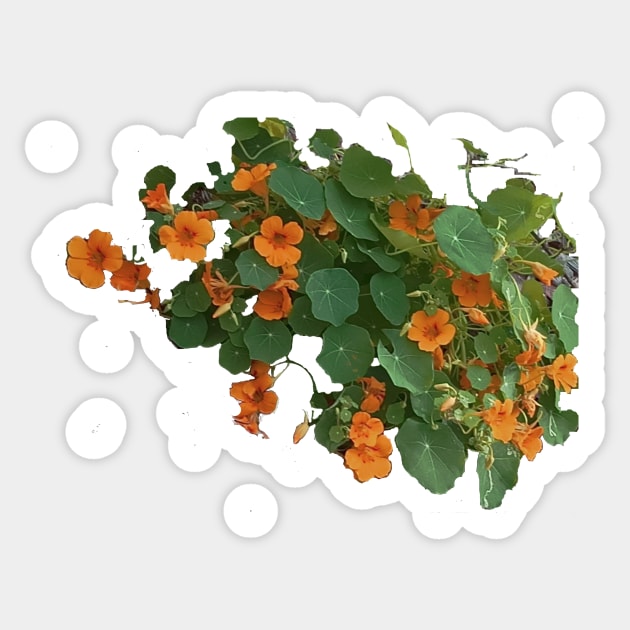 Wild Yellow Nasturtium Sticker by mindprintz